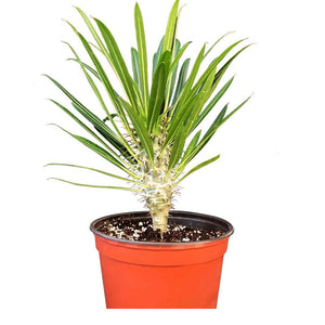 Succulent Pachypodium lamerei