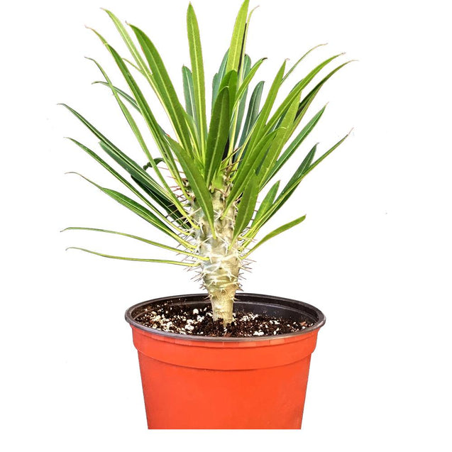 Succulent Pachypodium lamerei