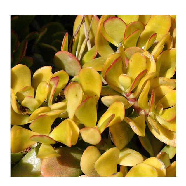 Succulent Crassula Ovata Hummel Sunset Golden Jade Plant 3 Fresh cuttings