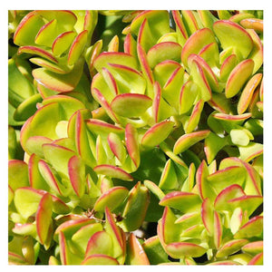Succulent Crassula ovata 'Pink Beauty' Jade Plant 5 Fresh cuttings