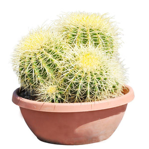12’’ Echinocactus Grusonii 'Golden Barrel' Cluster Cactus Specimen Very Large Drought Tolerant Plant