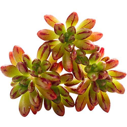 Succulent Aeonium Sedifolium 5 Fresh Cuttings Live Plant Succulent