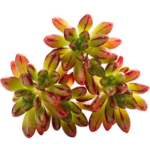 Succulent Aeonium Sedifolium 5 Fresh Cuttings Live Plant Succulent