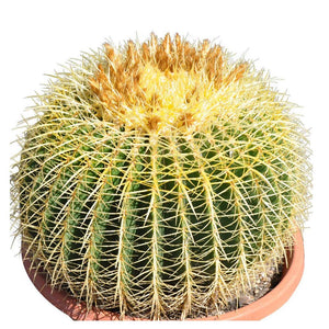 16’’ Plus Echinocactus Grusonii 'Golden Barrel' Cactus Specimen Very Large Drought Tolerant Plant