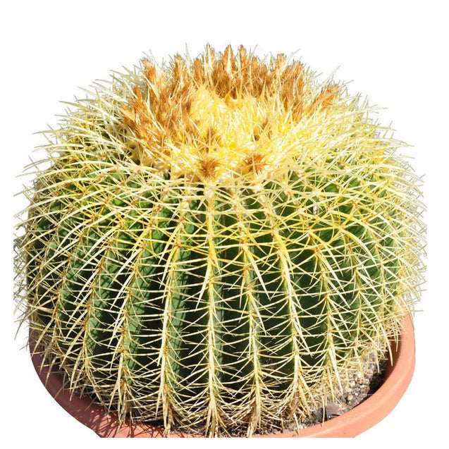 16’’ Plus Echinocactus Grusonii 'Golden Barrel' Cactus Specimen Very Large Drought Tolerant Plant