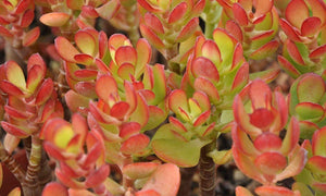 Succulent Crassula Ovata Crosby's Compact Jade Baby Jade Plant 5 Fresh cuttings
