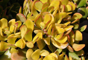 Succulent Crassula Ovata Hummel Sunset Golden Jade Plant 3 Fresh cuttings