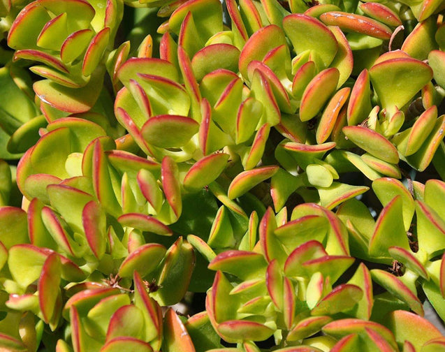 Succulent Crassula ovata 'Pink Beauty' Jade Plant 5 Fresh cuttings