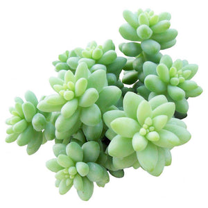 Succulent Aeonium Sedifolium 5 Fresh Cuttings Live Plant Succulent