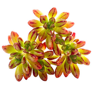 Succulent Aeonium Sedifolium 5 Fresh Cuttings Live Plant Succulent