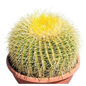 10” Plus Echinocactus Grusonii Golden Barrel Cactus