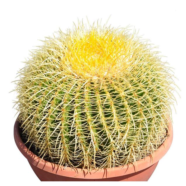 12’’ Plus Echinocactus Grusonii Golden Barrel Cactus Specimen Very Large Drought Tolerant Plant