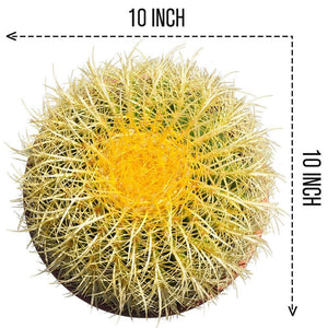 10” Plus Echinocactus Grusonii Golden Barrel Cactus