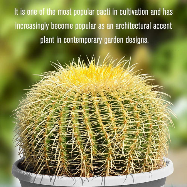 10” Plus Echinocactus Grusonii Golden Barrel Cactus