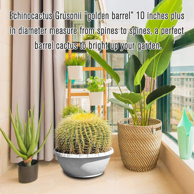 10” Plus Echinocactus Grusonii Golden Barrel Cactus