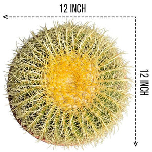 12’’ Plus Echinocactus Grusonii Golden Barrel Cactus Specimen Very Large Drought Tolerant Plant