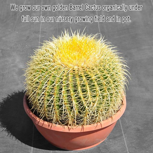12’’ Plus Echinocactus Grusonii Golden Barrel Cactus Specimen Very Large Drought Tolerant Plant