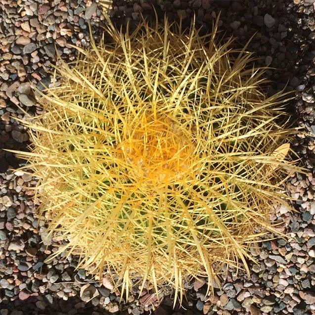 12’’ Plus Echinocactus Grusonii Golden Barrel Cactus Specimen Very Large Drought Tolerant Plant