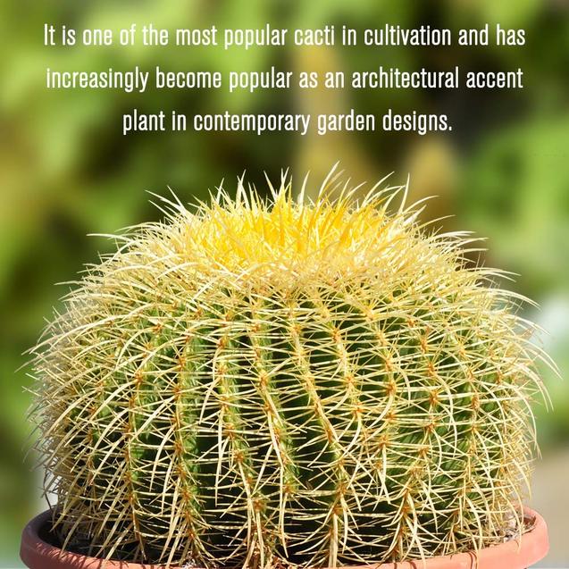 12’’ Plus Echinocactus Grusonii Golden Barrel Cactus Specimen Very Large Drought Tolerant Plant