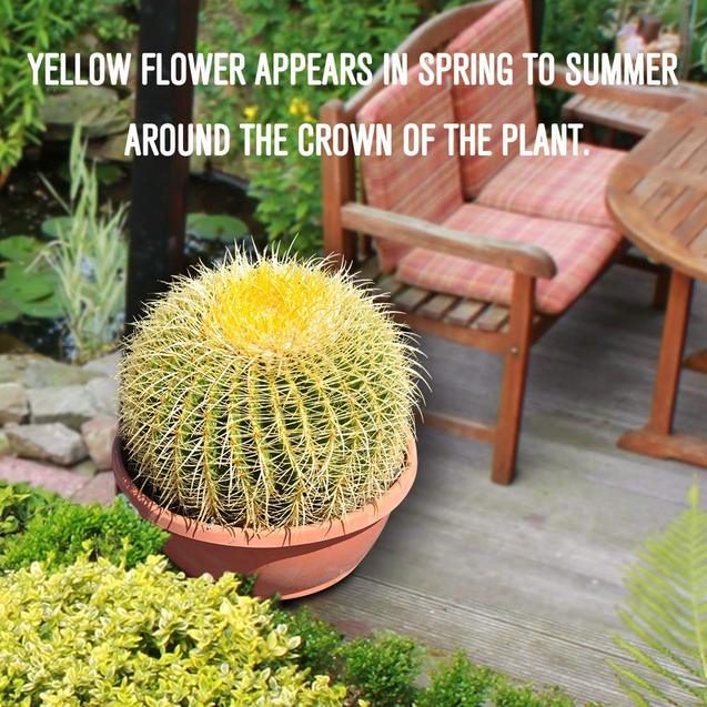 12’’ Plus Echinocactus Grusonii Golden Barrel Cactus Specimen Very Large Drought Tolerant Plant