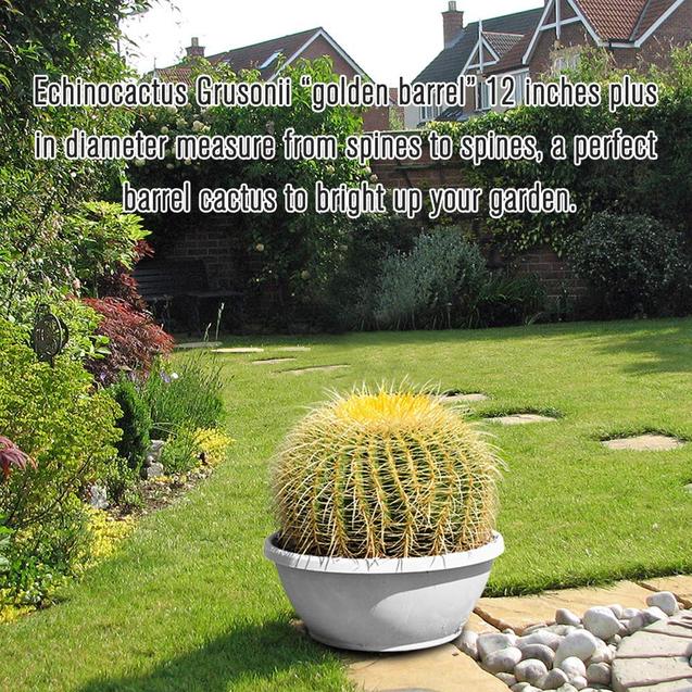 12’’ Plus Echinocactus Grusonii Golden Barrel Cactus Specimen Very Large Drought Tolerant Plant