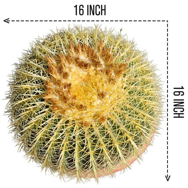 16’’ Plus Echinocactus Grusonii 'Golden Barrel' Cactus Specimen Very Large Drought Tolerant Plant
