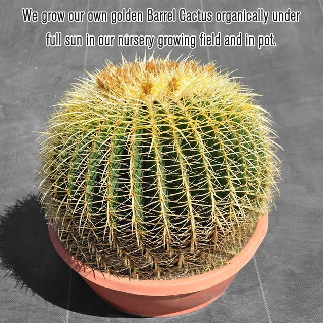 16’’ Plus Echinocactus Grusonii 'Golden Barrel' Cactus Specimen Very Large Drought Tolerant Plant