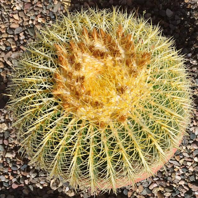 16’’ Plus Echinocactus Grusonii 'Golden Barrel' Cactus Specimen Very Large Drought Tolerant Plant