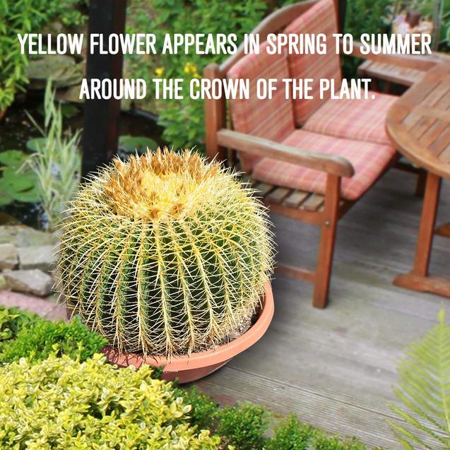 16’’ Plus Echinocactus Grusonii 'Golden Barrel' Cactus Specimen Very Large Drought Tolerant Plant