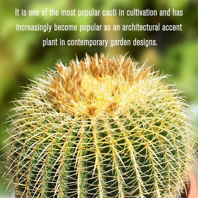 16’’ Plus Echinocactus Grusonii 'Golden Barrel' Cactus Specimen Very Large Drought Tolerant Plant