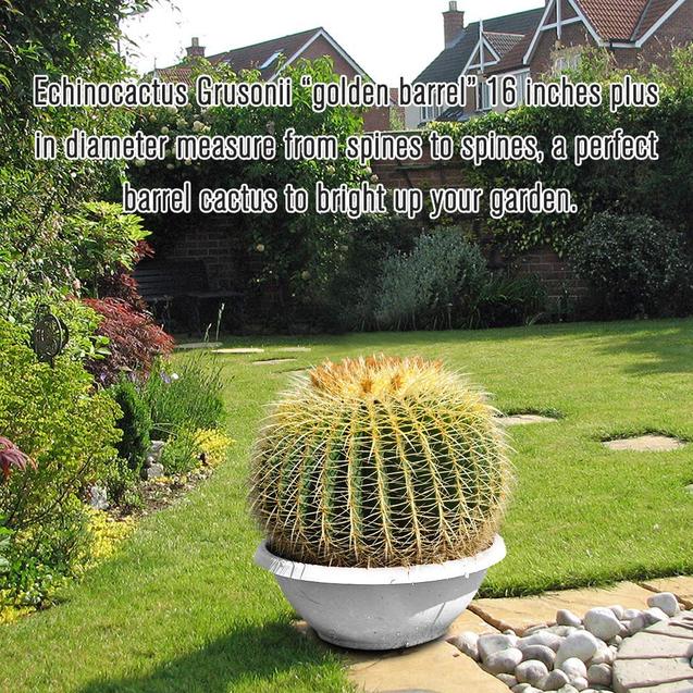 16’’ Plus Echinocactus Grusonii 'Golden Barrel' Cactus Specimen Very Large Drought Tolerant Plant