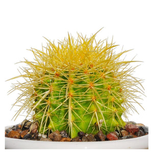 4” Plus Echinocactus Grusonii 'Golden Barrel' Cactus Drought Tolerant Plant