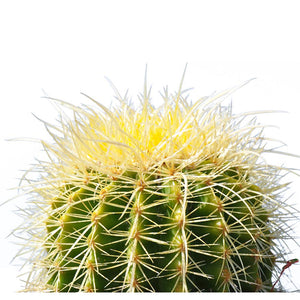 Golden Barrel 6” Plus Echinocactus Grusonii Cactus Drought Tolerant Plant