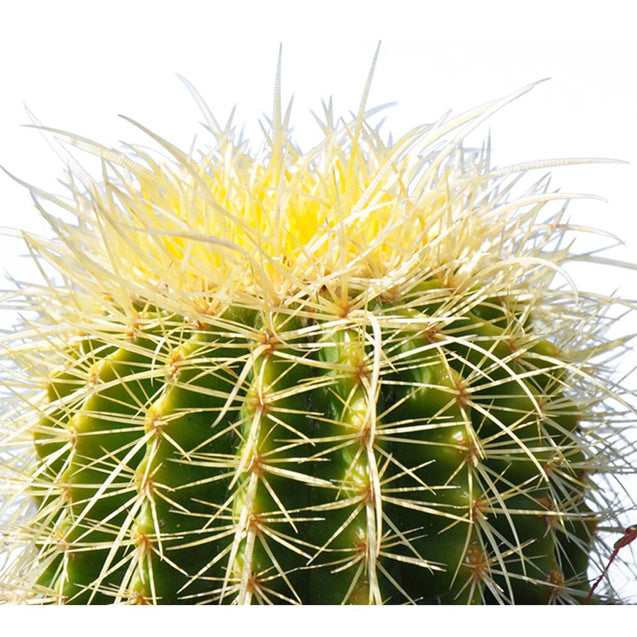 Golden Barrel 6” Plus Echinocactus Grusonii Cactus Drought Tolerant Plant