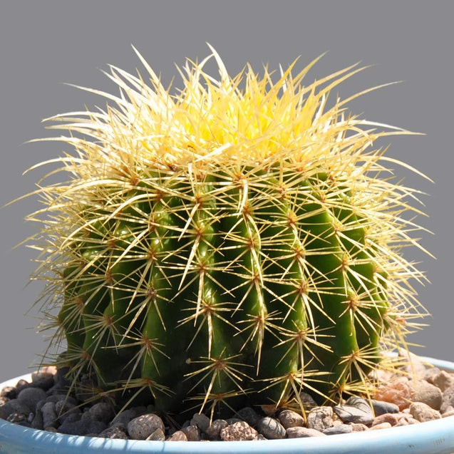 Golden Barrel 6” Plus Echinocactus Grusonii Cactus Drought Tolerant Plant