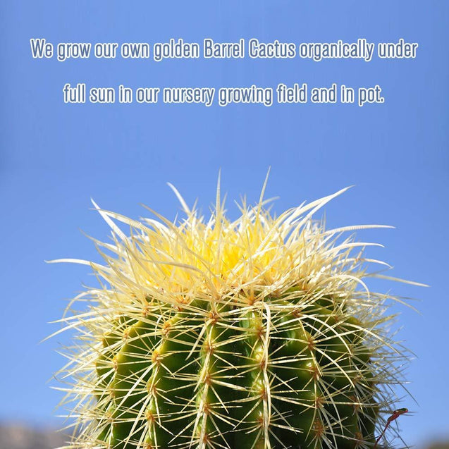 Golden Barrel 6” Plus Echinocactus Grusonii Cactus Drought Tolerant Plant