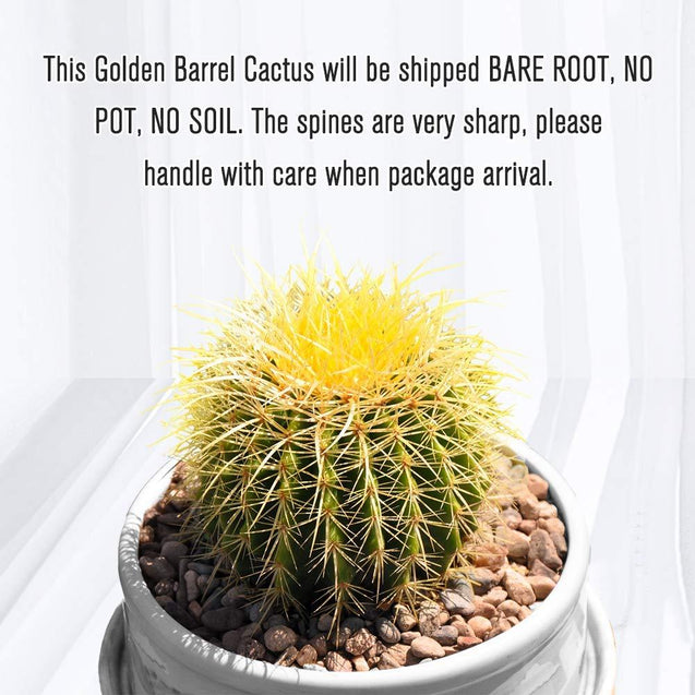 Golden Barrel 6” Plus Echinocactus Grusonii Cactus Drought Tolerant Plant