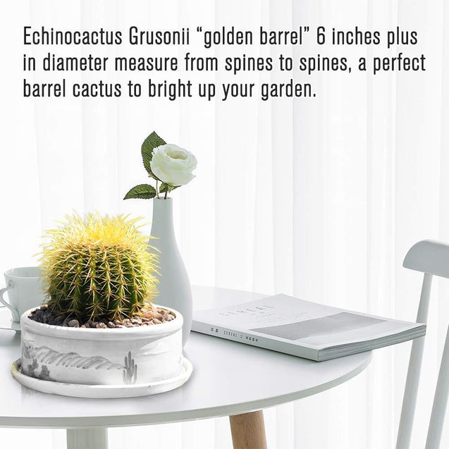 Golden Barrel 6” Plus Echinocactus Grusonii Cactus Drought Tolerant Plant