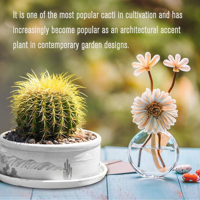 Golden Barrel 6” Plus Echinocactus Grusonii Cactus Drought Tolerant Plant