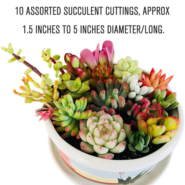 Live Succulent Cuttings 10 Assorted Varieties Beginners Succulents, No 2 Cuttings Alike, Great for Terrariums, Mini Gardens, and as Starter Plants