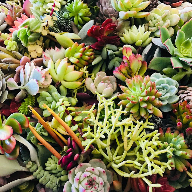 Live Succulent Cuttings 10 Assorted Varieties Beginners Succulents, No 2 Cuttings Alike, Great for Terrariums, Mini Gardens, and as Starter Plants