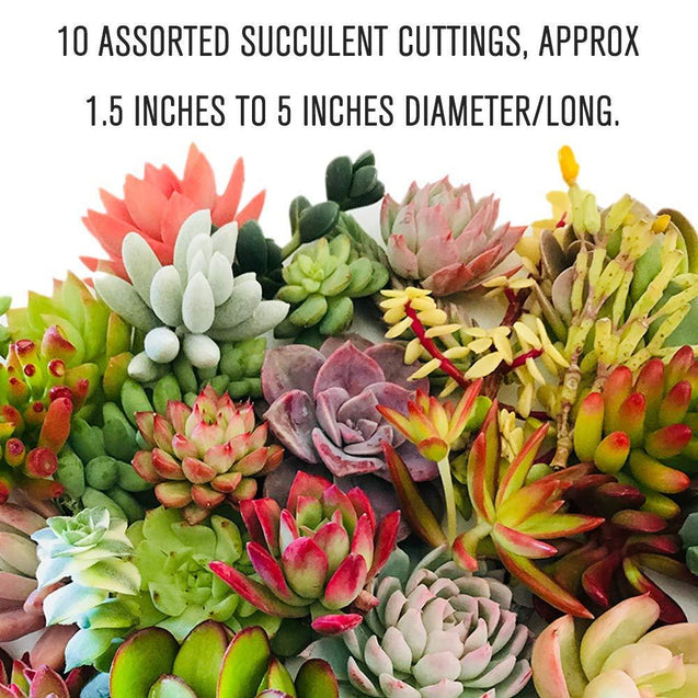 20 Assorted Live Succulent Cuttings Varieties Beginners Succulents, 10 Plus Varieties, Great for Terrariums, Mini Gardens, and as Starter Plants