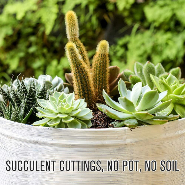 20 Assorted Live Succulent Cuttings Varieties Beginners Succulents, 10 Plus Varieties, Great for Terrariums, Mini Gardens, and as Starter Plants