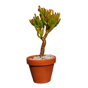 Hobbit Crassula Ovata Gollum Jade Great for Bonsai House/Office Plant, 6'' - 8'' Live