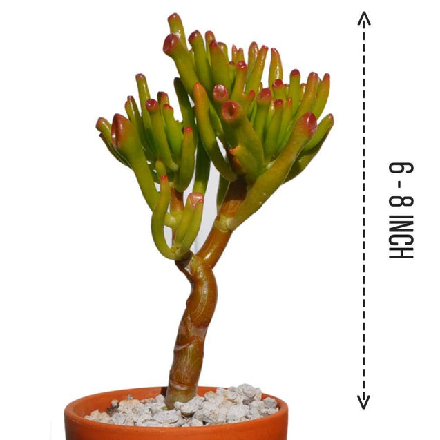 Hobbit Crassula Ovata Gollum Jade Great for Bonsai House/Office Plant, 6'' - 8'' Live