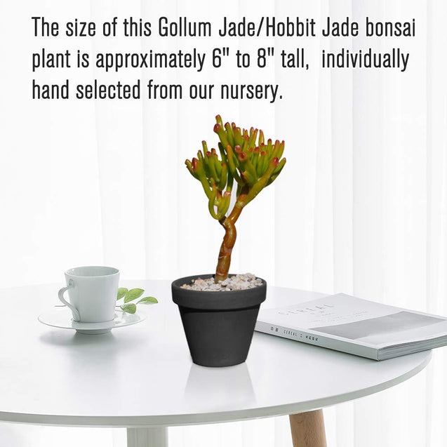 Hobbit Crassula Ovata Gollum Jade Great for Bonsai House/Office Plant, 6'' - 8'' Live