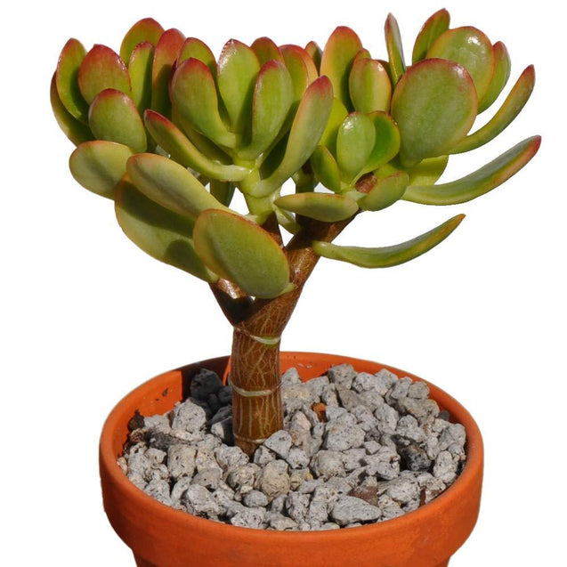 Crassula Ovata Jade Collection 3 Plants Great for Bonsai, House/Office Plant