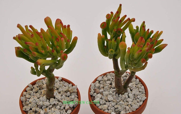 Crassula Ovata Jade Collection 3 Plants Great for Bonsai, House/Office Plant
