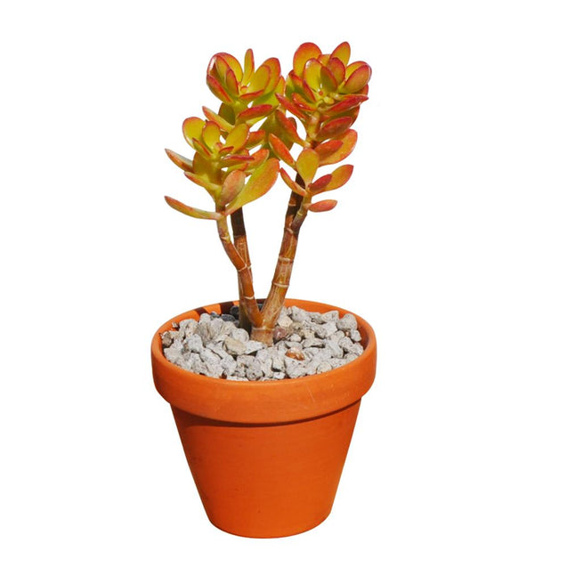 Baby Jade Crassula Ovata Crosby’s Compact Great for Bonsai/Office Plant6-8''