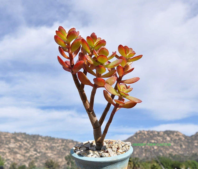 Baby Jade Crassula Ovata Crosby’s Compact Great for Bonsai/Office Plant6-8''